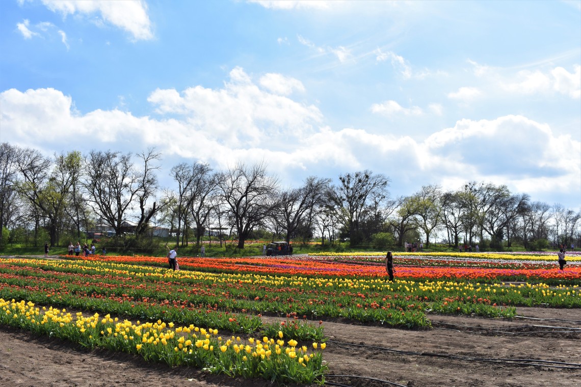 Poston Tulip Gardens in Waxahachie