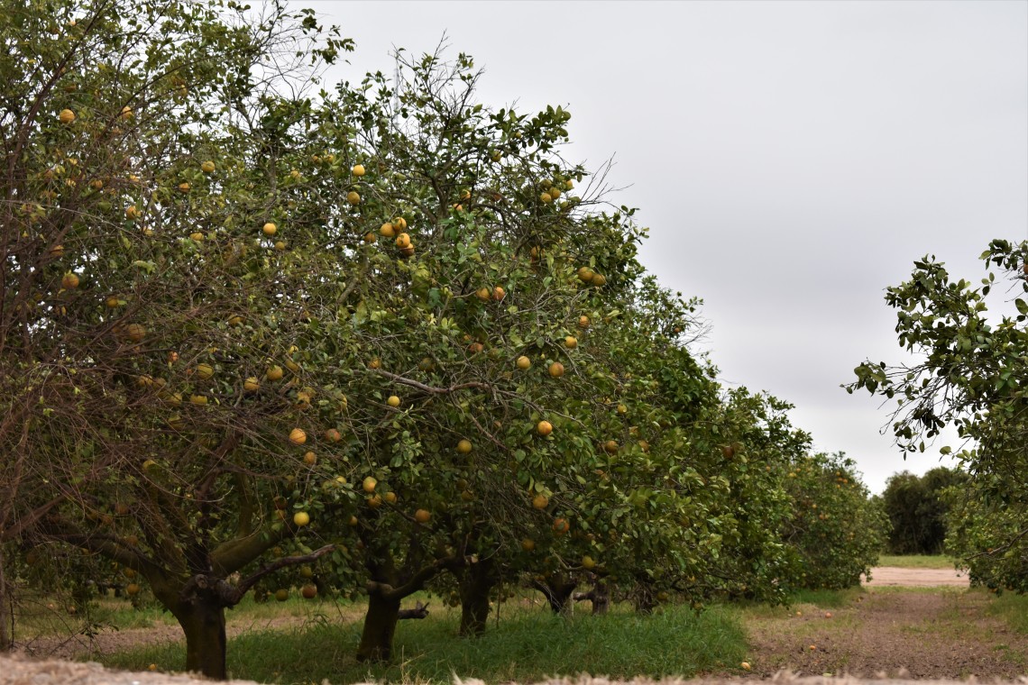 Orange orchards along the road heading to Progreso, Texas